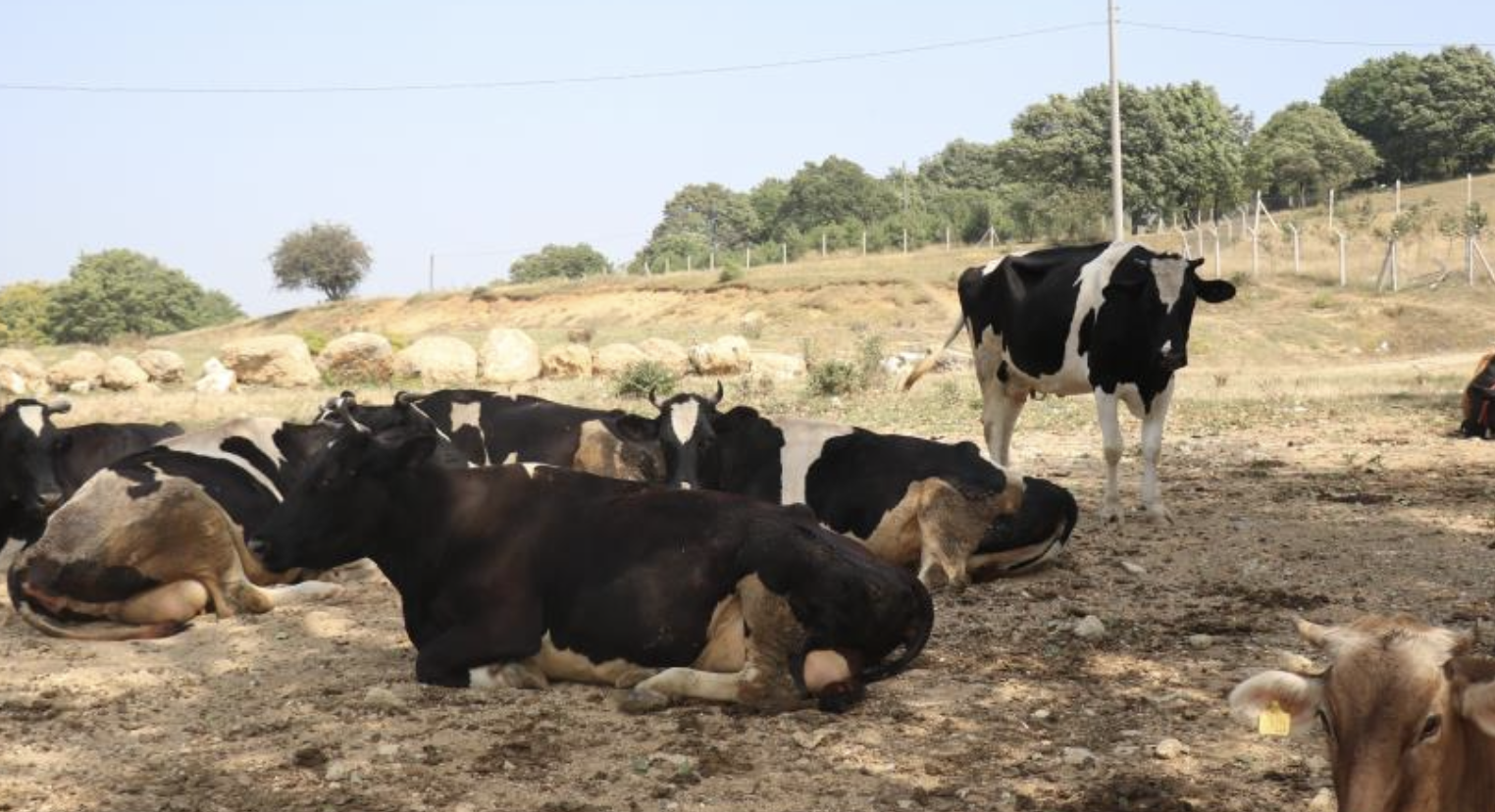 Şap Hastalığına Karşı Karantina Önlemleri
