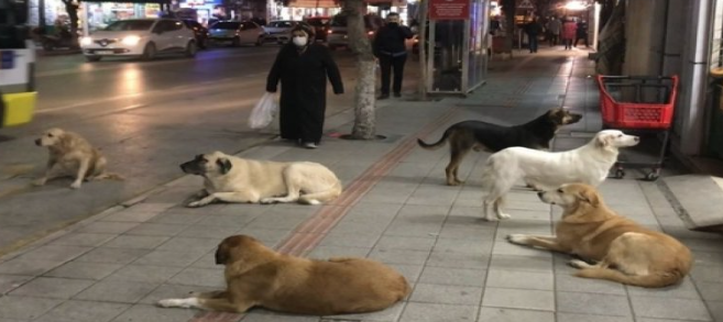 Sokak Köpekleri 2 Kişiyi Isırdı...