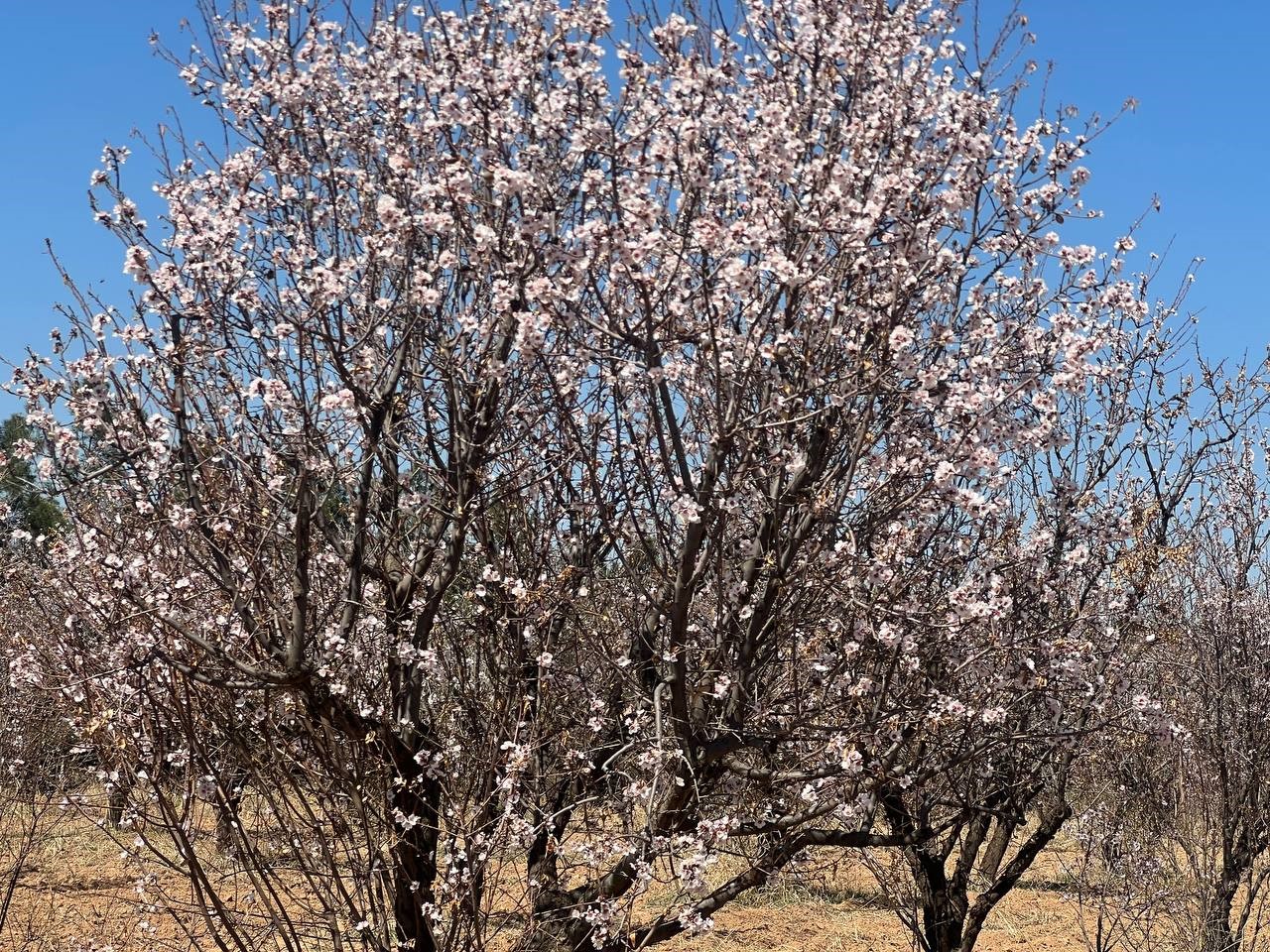 Şanlıurfa’da Badem Ağaçları Erken Çiçek Açtı