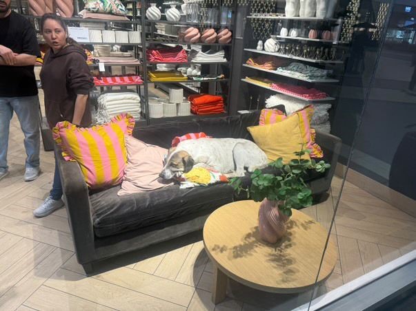 AVM'de Sahipsiz Köpek 3 Yaşındaki Elif'e Saldırdı