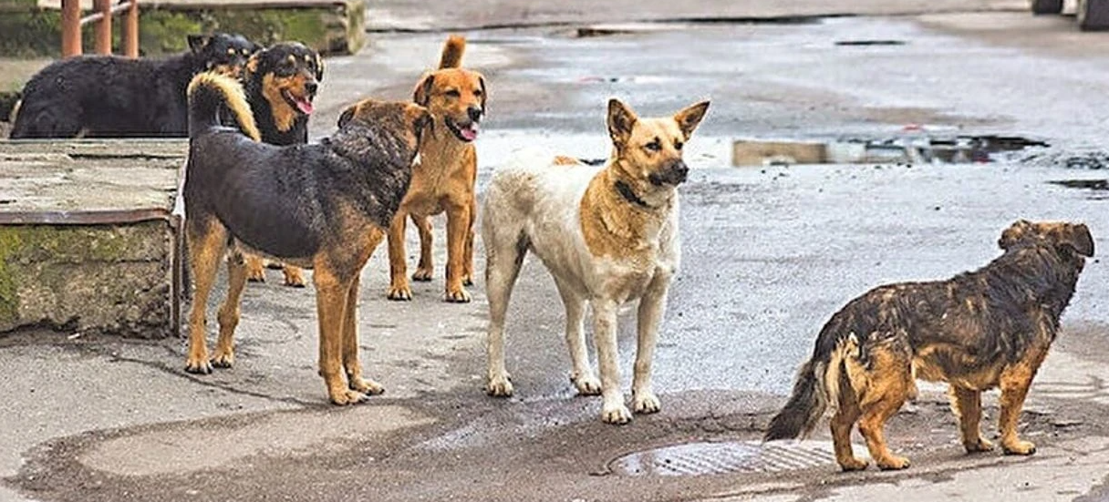Yüksekova Belediyesi'ne Eslem Teker Soruşturması