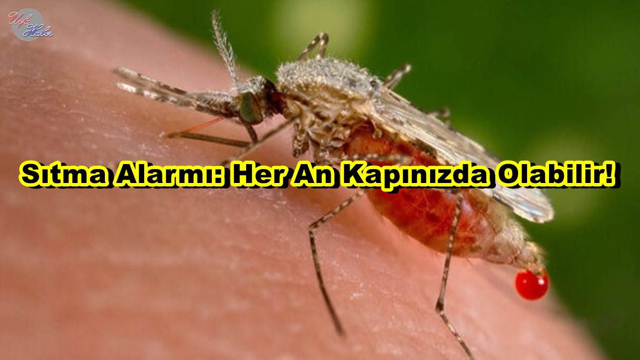 Sıtma Krizi: Sivrisinekler Birer Katil Olabilir!