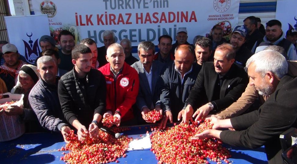 Erkenci Kiraz Altınla Yarıştı