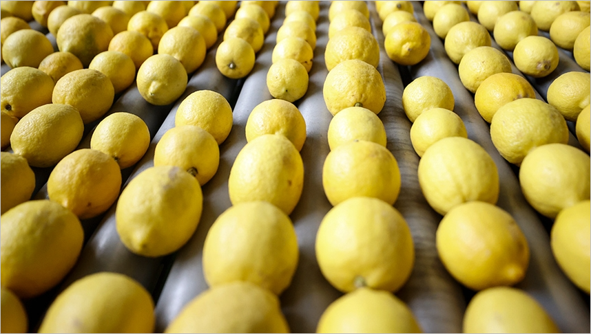 Son Dakika! Limon İhracatı Durduruldu