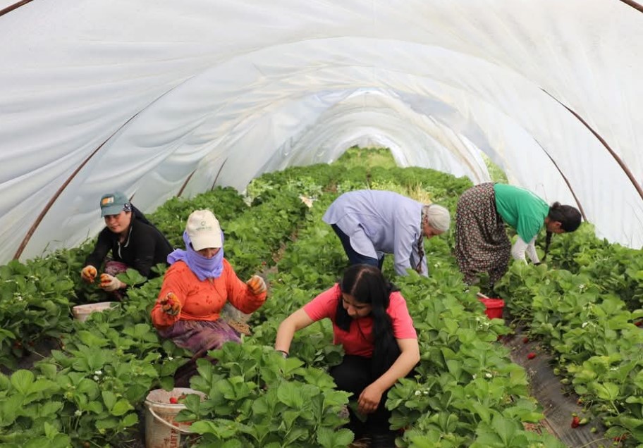 Urfa toprağı çileğe can verdi!
