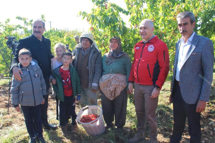 Erkenci Kiraz Altınla Yarıştı