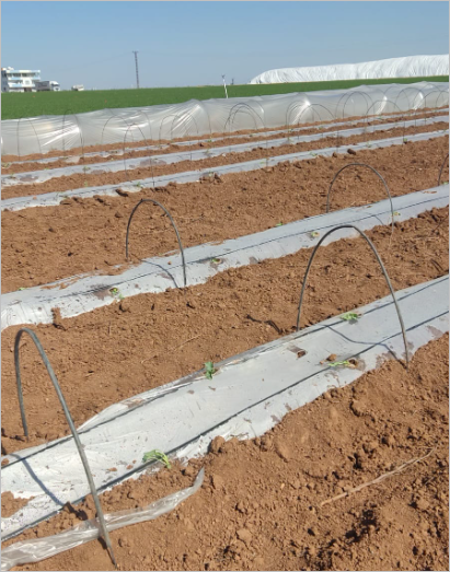 Şanlıurfa’da Sera Üreticisine Elektrik Darbesi