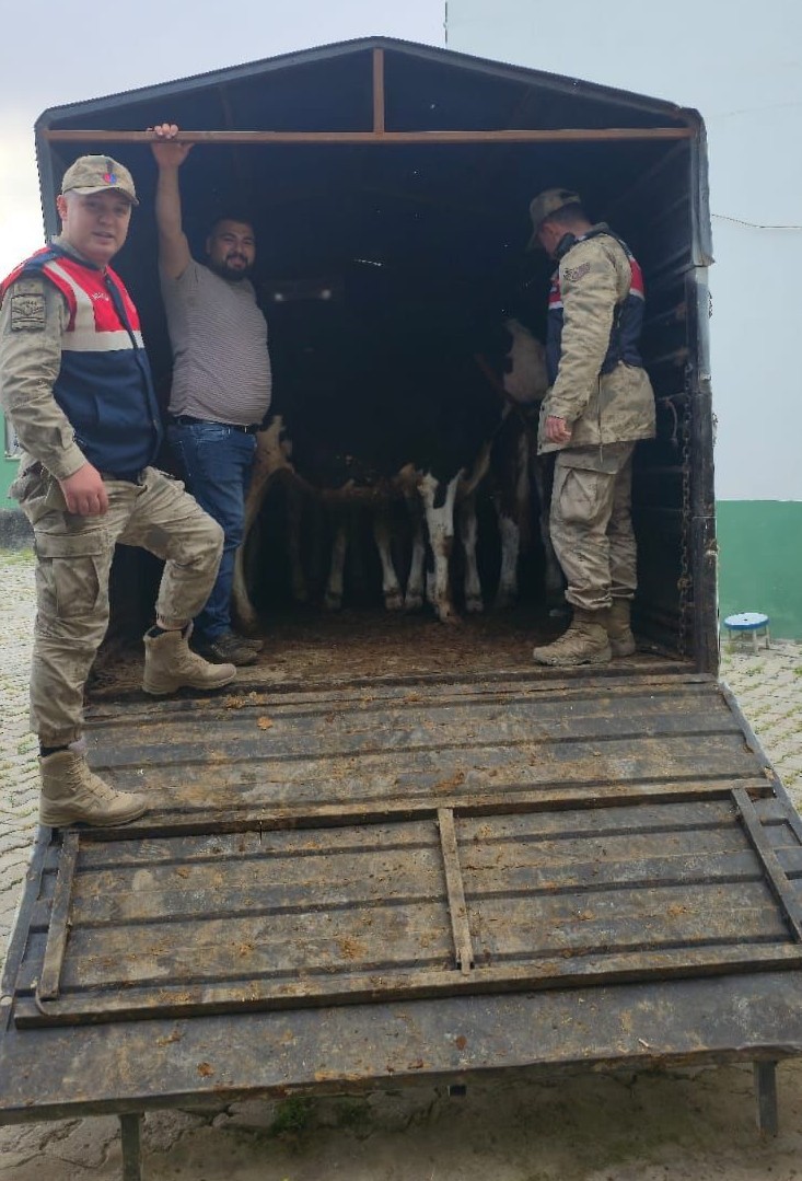 Şanlıurfa’da Firari Koyunlara Jandarma Operasyonu!