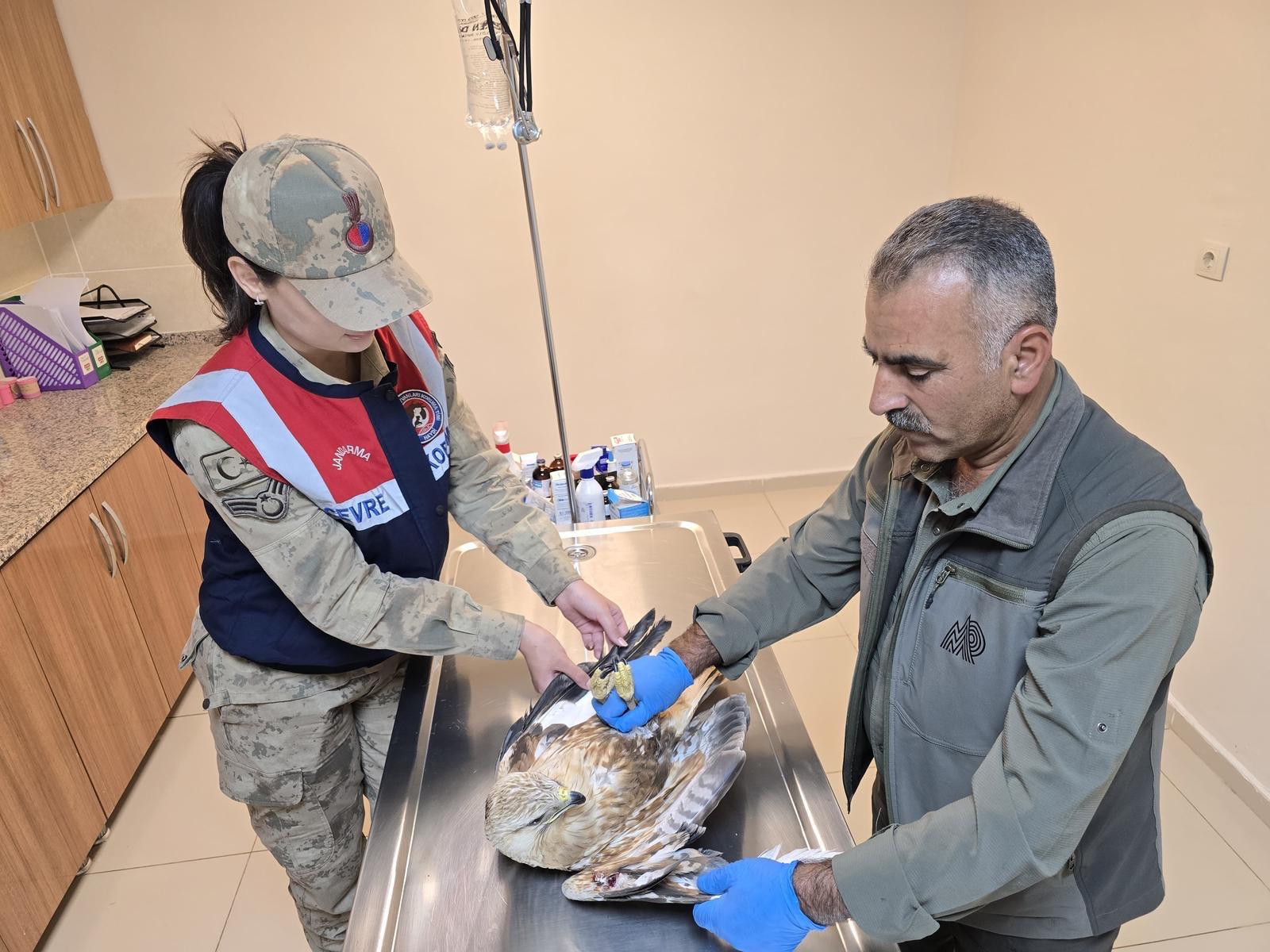 Viranşehir kırsalında yaralı kartal bulundu