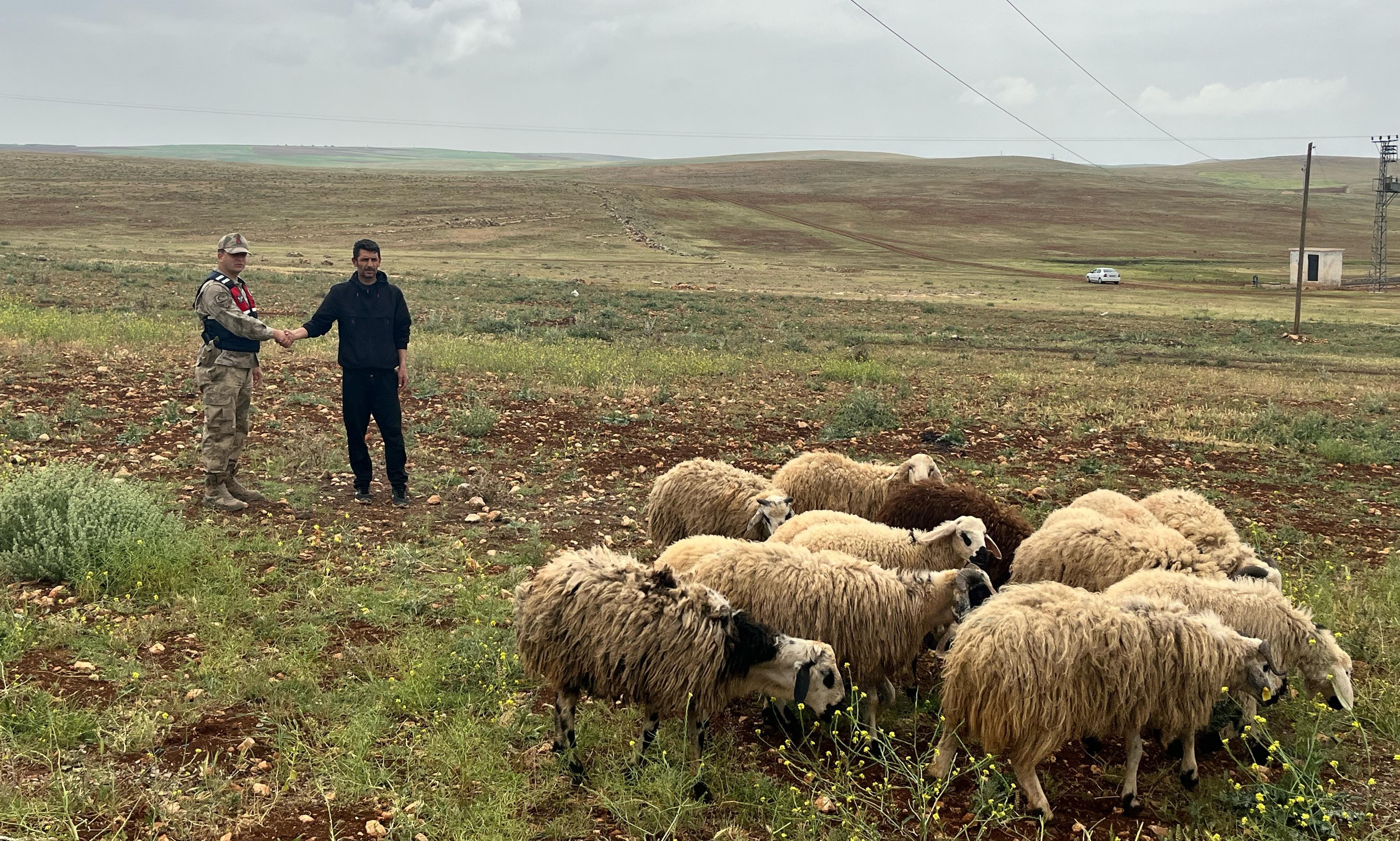 Şanlıurfa’da Firari Koyunlara Jandarma Operasyonu!
