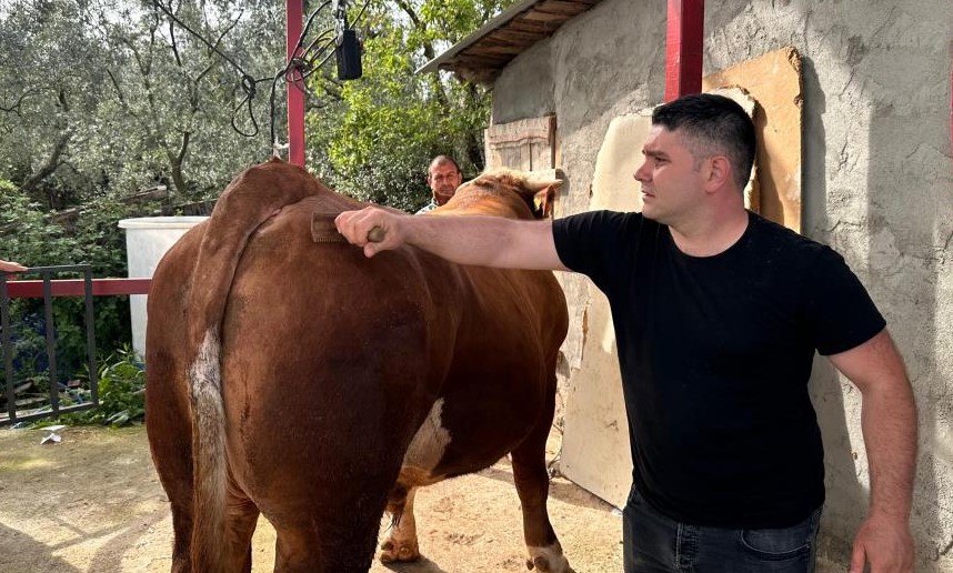 1 Tonluk Paşa! Fiyatı Dudak Uçuklattı