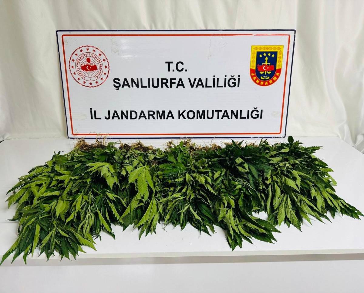 Siverek’te Uyuşturucu Operasyonu: 42 Gözaltı