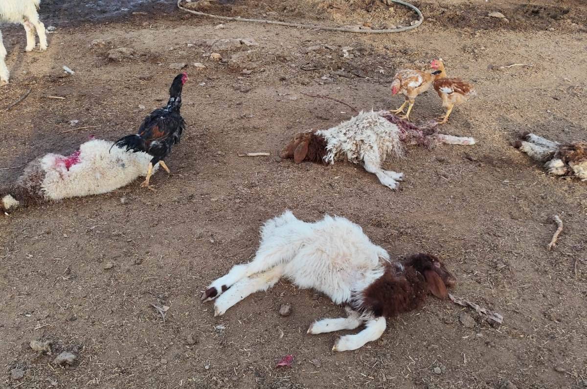 Urfa’da Başıboş Köpekler 33 Kuzuyu Telef Etti