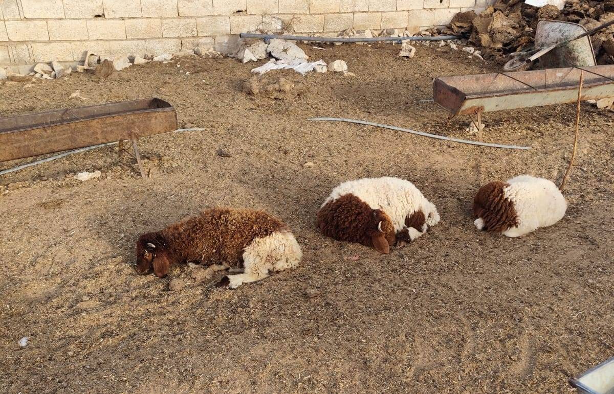 Urfa’da Başıboş Köpekler 33 Kuzuyu Telef Etti
