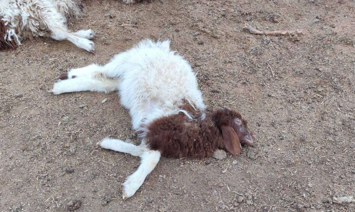 Urfa’da Başıboş Köpekler 33 Kuzuyu Telef Etti