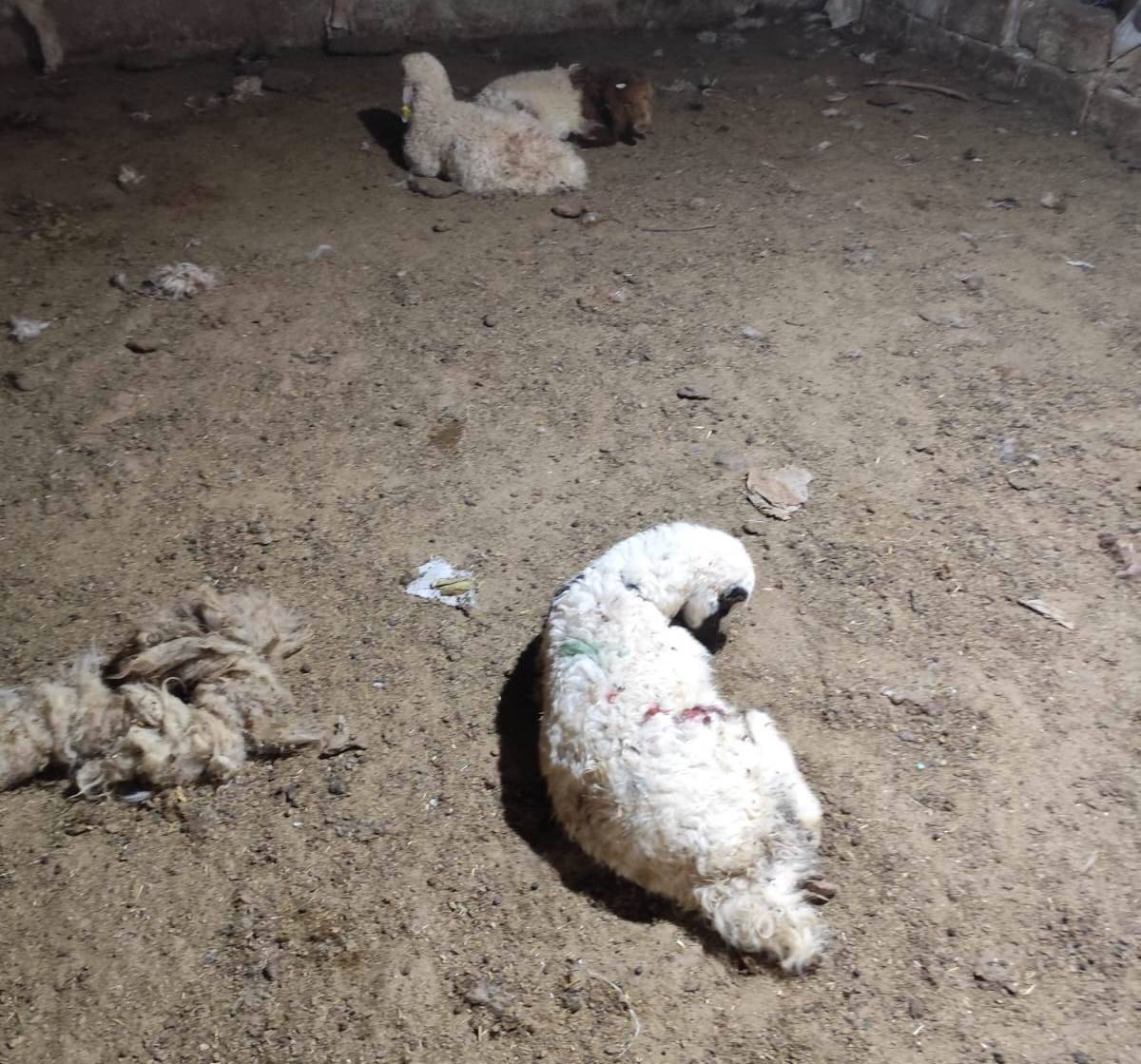 Urfa’da Başıboş Köpekler 33 Kuzuyu Telef Etti