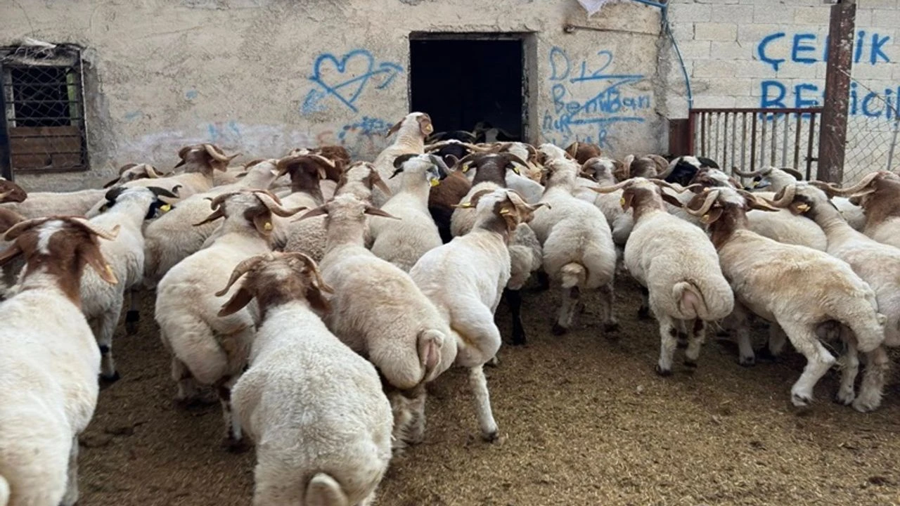 Şanlıurfa’da Kurbanlık Fiyatları Şaşırttı!