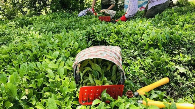 İş Arayanlar Dikkat! Çaykur Kura Takvimi Netleşti