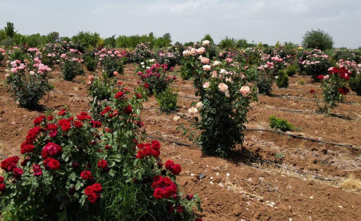 Şanlıurfa'nın Gülleri Artık Kendi Toprağından !
