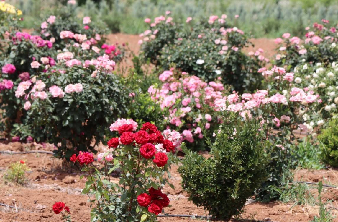 Şanlıurfa'nın Gülleri Artık Kendi Toprağından !