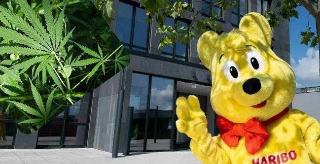 Haribo Jelibonlarda Esrar Şoku!