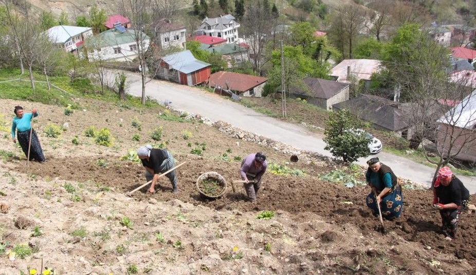 Karadeniz Kadınları Toprağa Hayat Veriyor!
