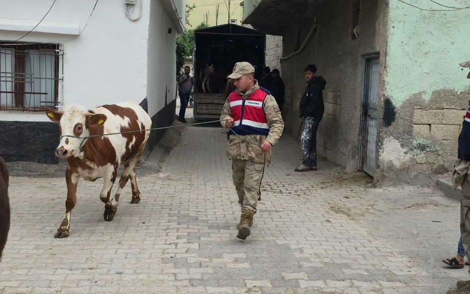 Şanlıurfa’da Firari Koyunlara Jandarma Operasyonu!