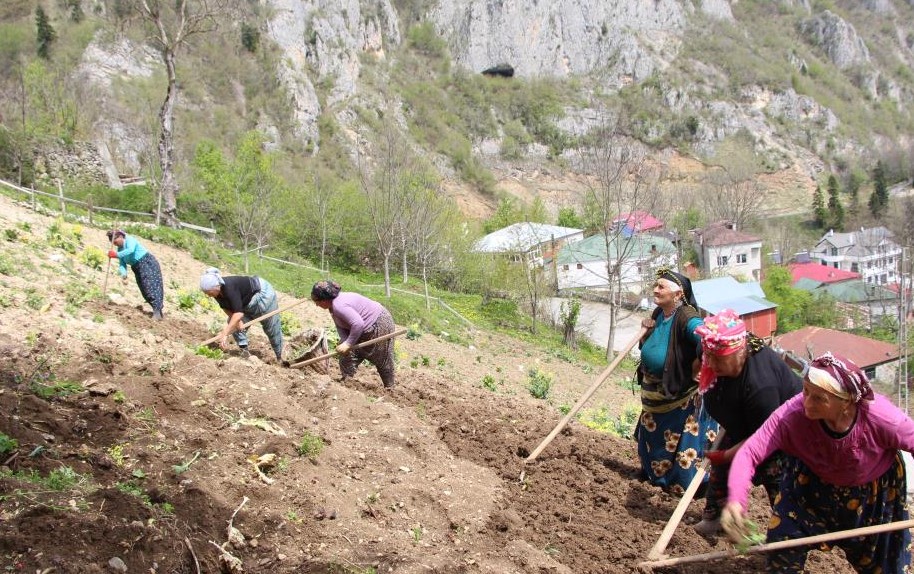 Karadeniz Kadınları Toprağa Hayat Veriyor!