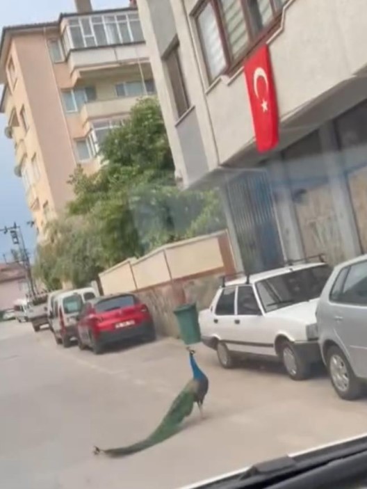Tavus Kuşu Trafikte Ortalığı Karıştırdı!
