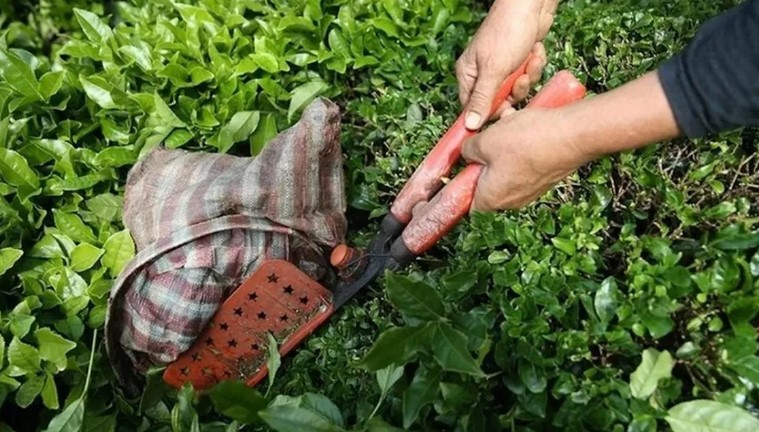 ÇAYKUR’un Ertelenen Alımı, Piyasayı Nasıl Şekillendirir?