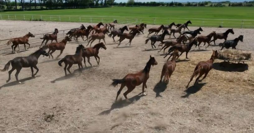 Yarış Pistlerinin Şampiyonları Gökyüzünde Görüntülendi!