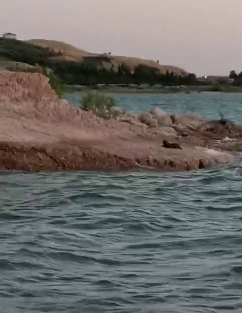 Doğada Ender Görülen Su Samuru Ortaya Çıktı !