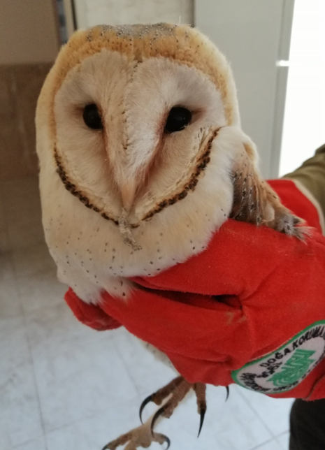 Şanlıurfa'da kurtarılan Baykuş Yeniden Doğaya Salındı !
