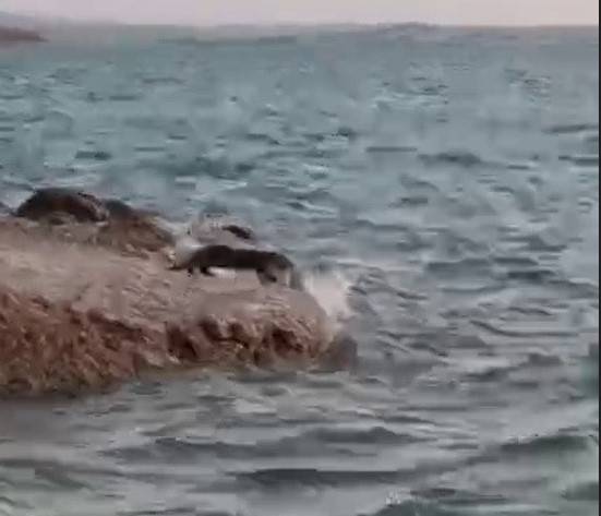 Doğada Ender Görülen Su Samuru Ortaya Çıktı !