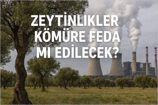 Zeytinlikler Kömüre Feda mı Edilecek?