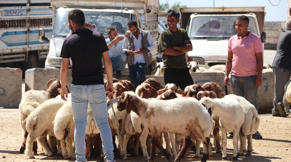 Şanlıurfa’da Kurbanlık Fiyatları Dibe Vurdu!