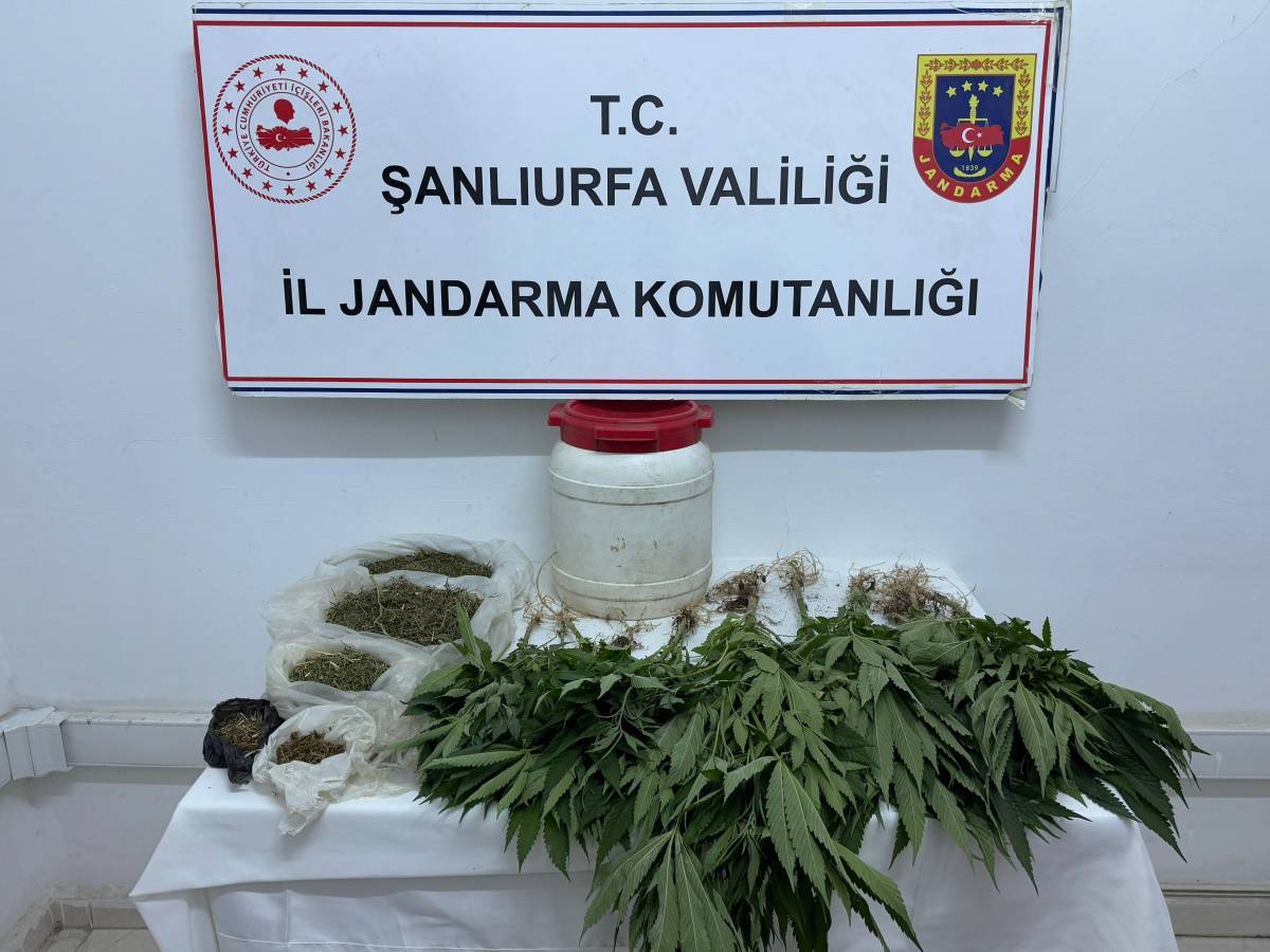 Suruç'ta Uyuşturucu Operasyonu: Evden Kenevir Tarlası Çıktı!