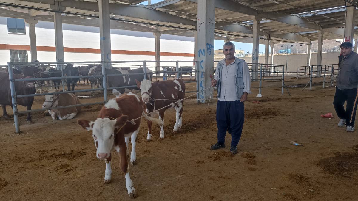Urfa’da Kurbanlık Krizi: Ne Alıcı Memnun Ne Satıcı!