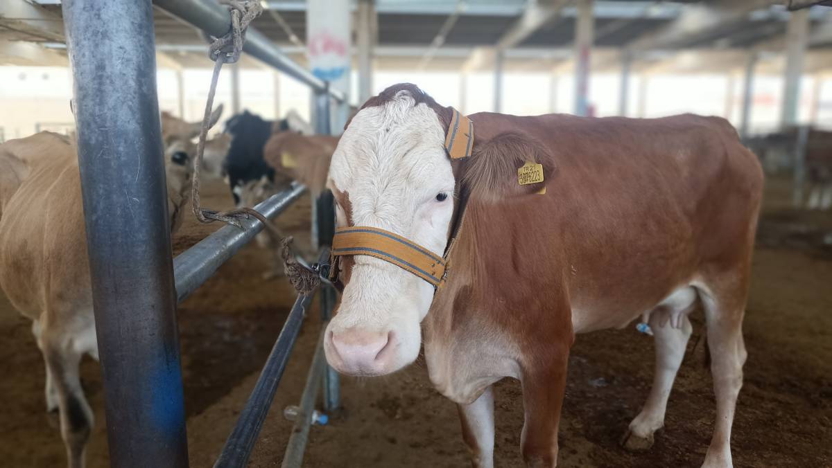 Urfa’da Kurbanlık Krizi: Ne Alıcı Memnun Ne Satıcı!