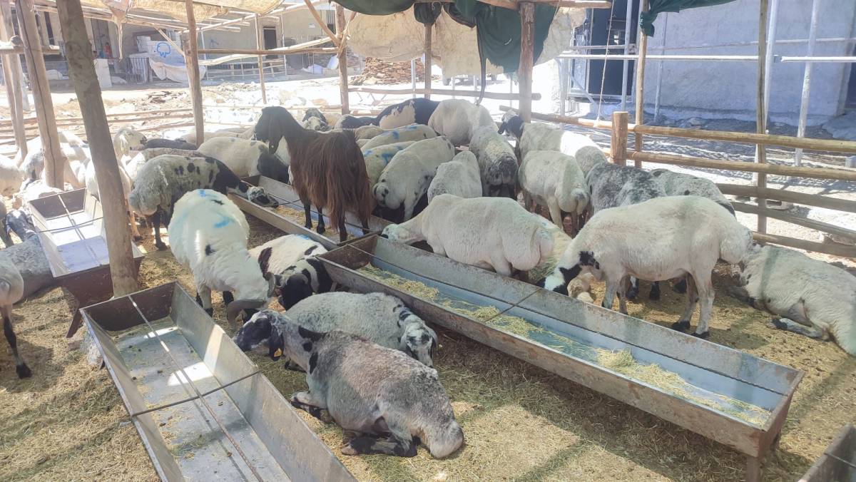 Şanlıurfa’da Kurban Kesiminde Usta Dokunuşu!