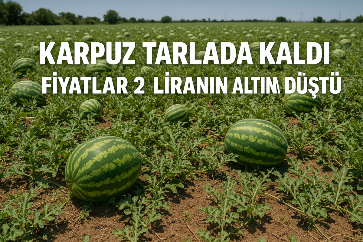 Karpuz Tarlada Kaldı! Fiyatlar 2 Liranın Altına Düştü