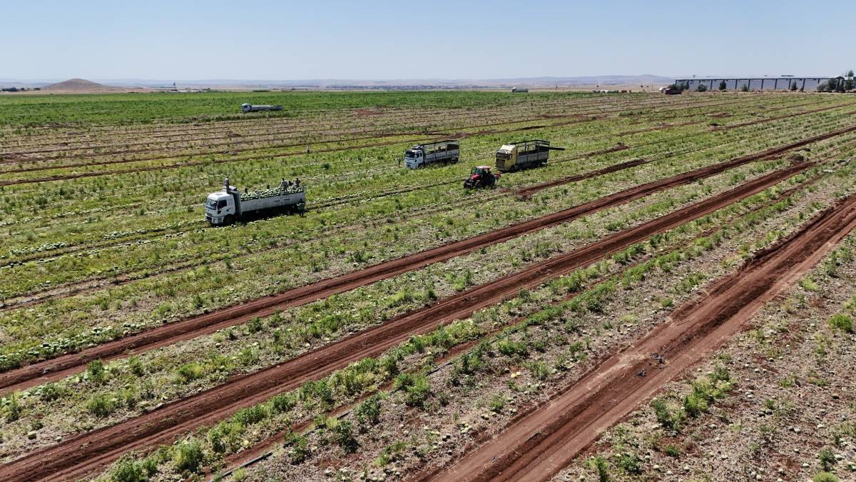 Karpuz Tarlada Kaldı! Fiyatlar 2 Liranın Altına Düştü