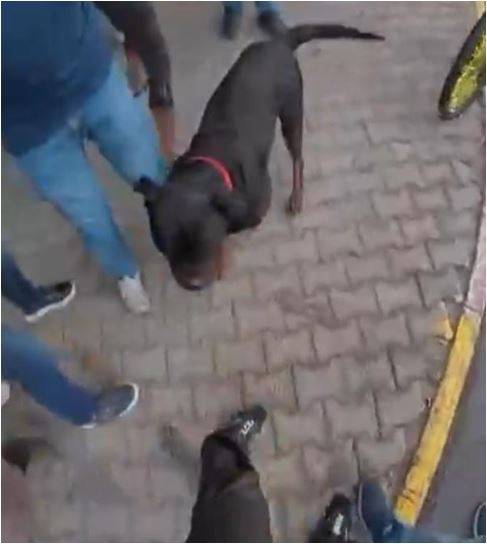 Köpek Dehşeti Sosyal Medyayı Salladı!