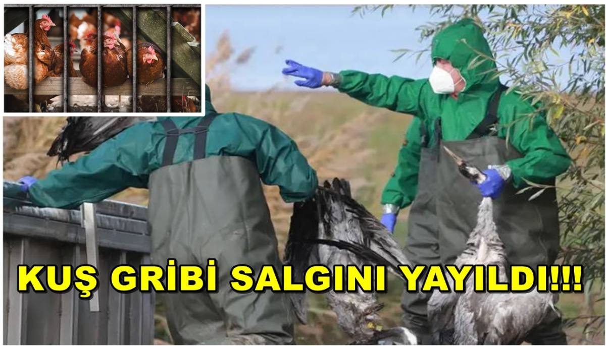 Kuş Gribi Salgını Yayıldı