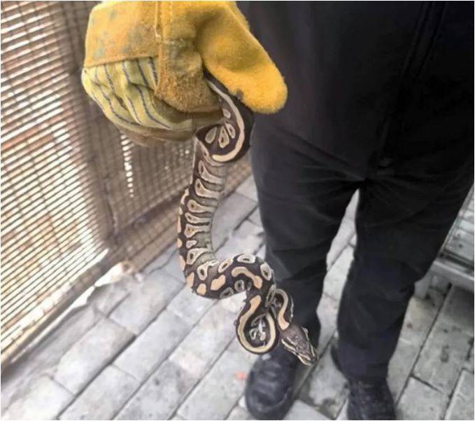 Elini Cebine Attı, Olanlar  Oldu