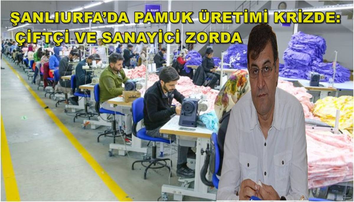 Şanlıurfa’da Pamuk Üretimi Krizde: Çiftçi ve Sanayici Zorda