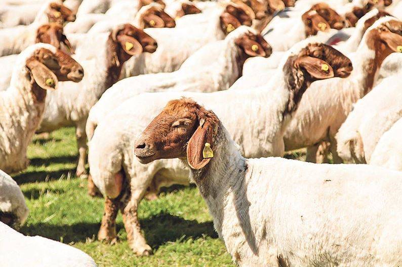 Şanlıurfa’dan Dünya Sofralarına: Urfa firması ABD'ye Uzandı!