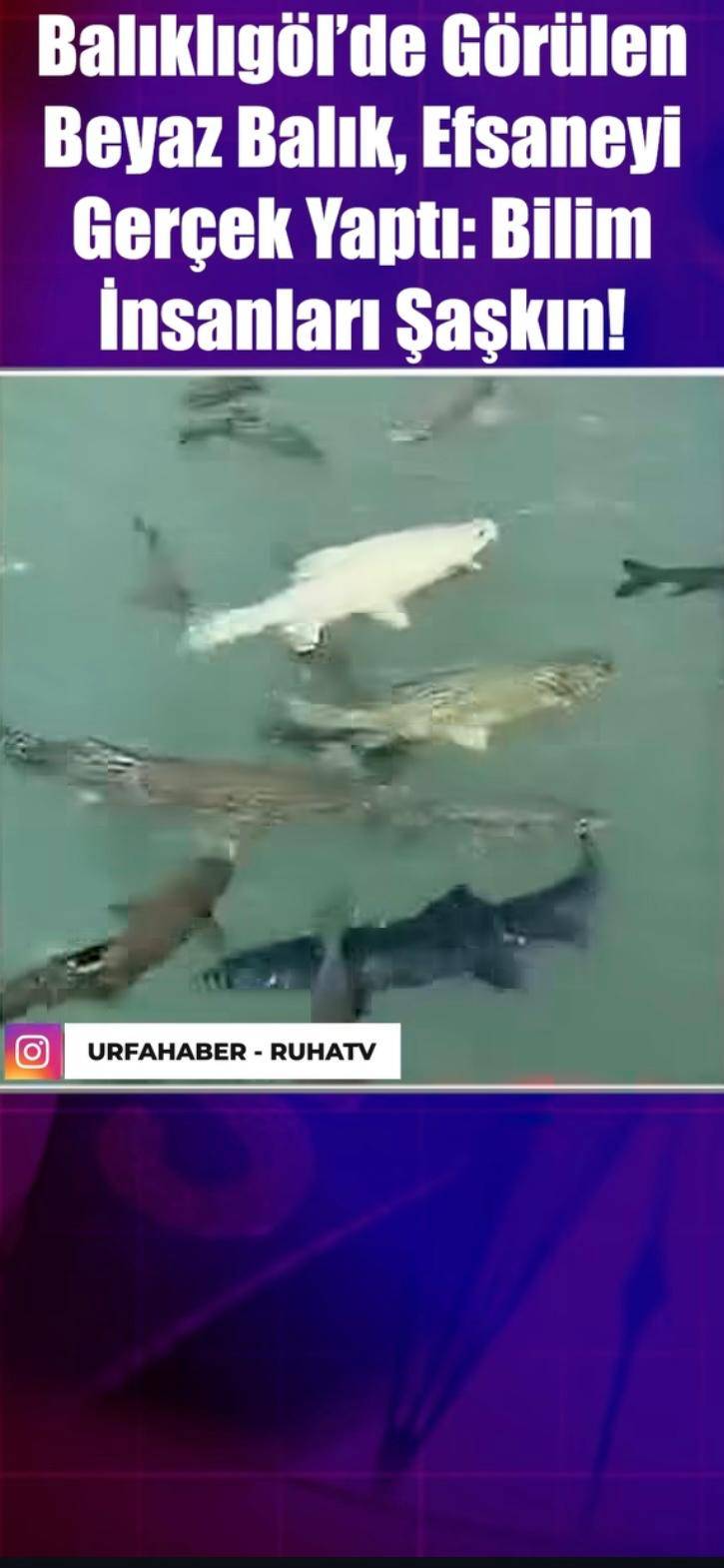 Balıklıgöl Dünyayı Şaşırttı! Beyaz Balığın Sırrı öğrenildi..