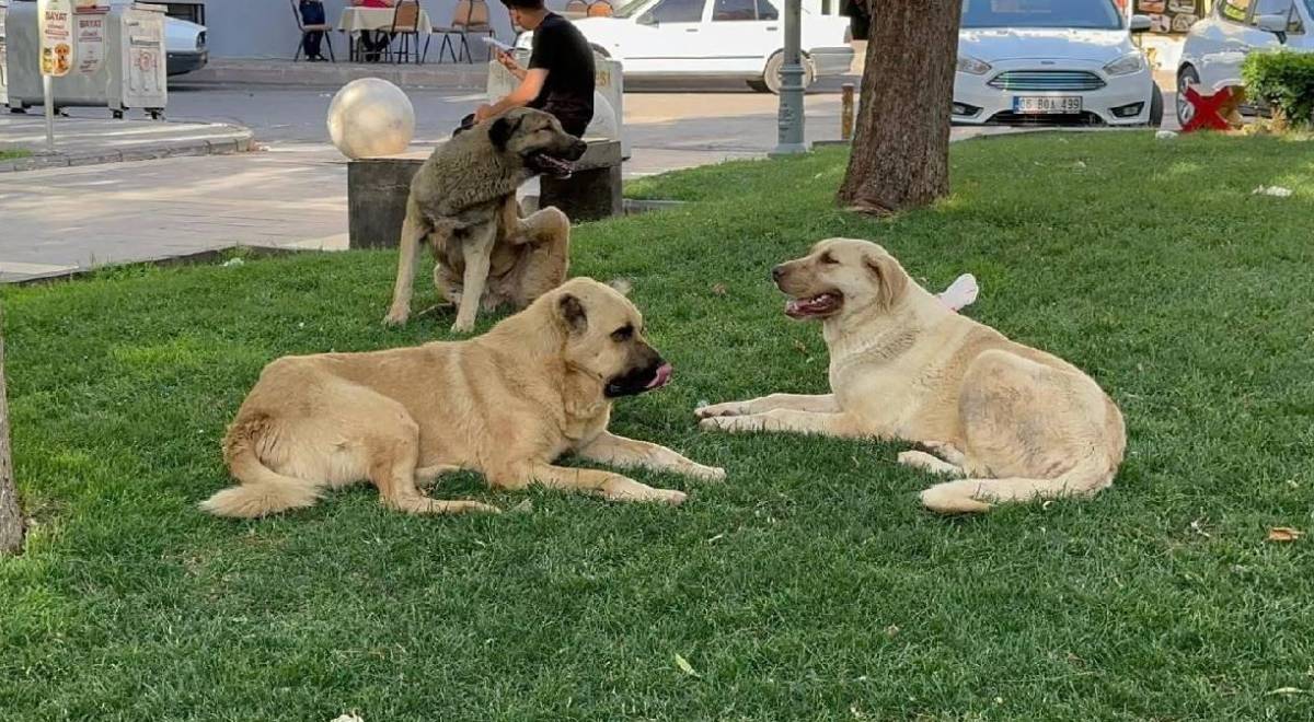 Son Dakika... Sokak Köpeklerini Beslemek Artık Yasak!