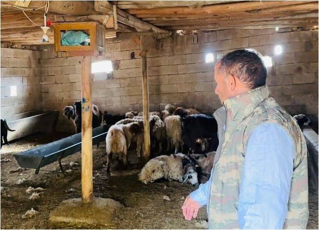 Şanlıurfa'da Başıboş Köpek Dehşeti: 5 Koyun Telef Oldu